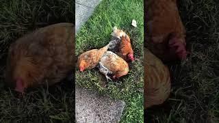 Dirty Chicks! How chickens take a bath.