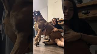 #doglife #doggielife #funnyanimal #goldenretreivers #doglove #puppy #goldenretreiver #dogowners