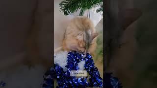 Перекус | Нафантік  #shorts #кіт #cat #котик