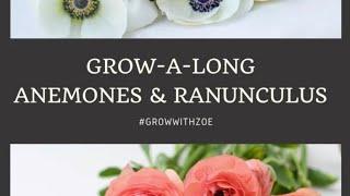 Anemones and Ranunculus Round 2