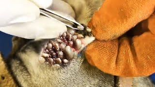 Rescue remove ticks from poor dog - Dog rescue #15