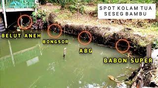 MANCING BELUT BESAR DIBALIK PAGAR BAMBU KOLAM