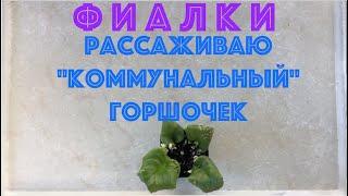 ФИАЛКИ. Новичкам - рассаживаю коммунальный горшочек. Separating African Violet babies.