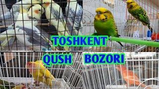 TOSHKENT QUSH BOZORI | OBZOR | Qafasla,Razella, Kanareyka Sava