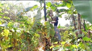 How I Take Care Of Our Banana Plants And Making Chicken Feeds With The Banana Stem