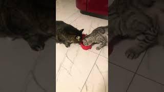 Коты едят из одной миски по очереди #shorts #милыеживотные #котобормот