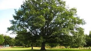 Northern Red Oak Identification | Weaver Family Farms Nursery