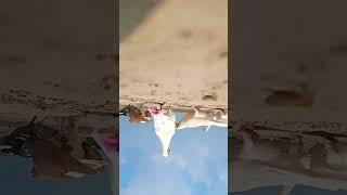 Kas ka chota Bhai Kabutar baaz hai ️#pigeon #aliwal #kabutars #viral #pakistan