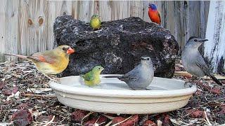 Backyard Birds Love Bird Baths 