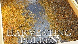 How to Harvest Honeybee Pollen