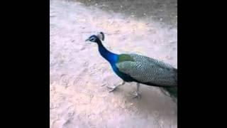 Close view Peacock