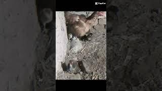 HEN CHICKS #SHORTS @AFAQ BUKHARI 