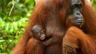 THE WILD ORANGUTANS OF BORNEO: A Wildlife Documentary