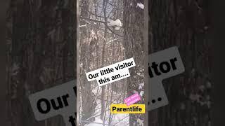 ermine,(Mustela erminea), stoat, short-tailed weasel, or Bonaparte weasel in our trees...