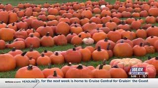 Pumpkin Patch returns to Pascagoula, more than 1,000 pumpkins on display for purchase