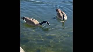General’s Park CO Geese and squirrel feeding .