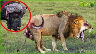 30 Heart-Pounding Lion Attacks and Wildlife Face-Offs! | Animal Fights