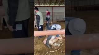 Эксклюзив 1,1года #arashan #gissar #овцы #sheep #арашан #бараны #гиссар #goat #sheepfarm #shorts