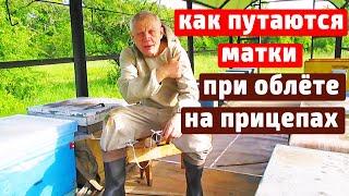 Облёт матки.  Залет матки в чужой улей