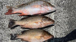 Summer SNAPPER are already SHOWING UP! (Florida Keys Bridge Fishing)