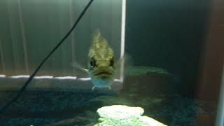 Filming My Pet Bass Eating Goldfish with a GoPro