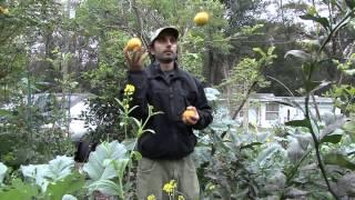 Food Forests & Natural Building with Permaculture Jax