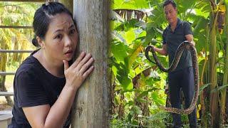 The fear when Ly encountered a giant python while feeding chickens - Luckily Lam returned in time.