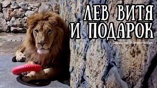 ️Лев ВИТЯ - МУФАСА  и подарок от ЛЮДМИЛЫ БЛАГОДАРЕНКО! Life of #lions​