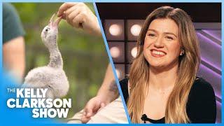 Kelly Clarkson Show Names Baby Flamingo At Fort Worth Zoo!