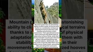Mountain goats have an astonishing ability to climb #wildsurvival  #SurvivalSkills
