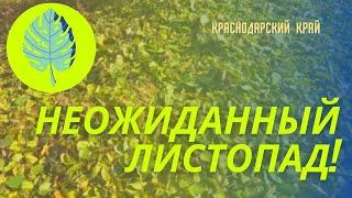 Неожиданный листопад! // кусочек моря // Огородный день //