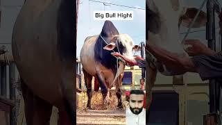 Omg napile cow eid breed