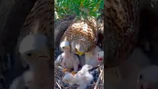 ️ Mom rescues baby that fell out of nest@DirectoNatura