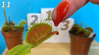 I Fed my Blood to a Venus Flytrap - Event 11