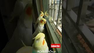 Cute Cockatiel Singing and Dancing: Unleashing Cockatiels' Craze!