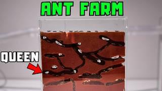 A Day In The Life Of An Ant Farm