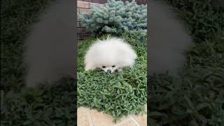 This Fluffy Cloud Is ALIVE! ️ (Cutest Mini Puppy You’ll Ever See!)