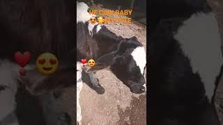 HF COW BABY SO CUTE LUCKY FOR IT #short