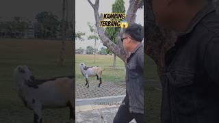 kambing terbang #sulap #magic #sihir #shortvideo