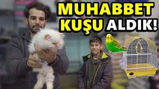 MUHABBET KUŞU ALDIK - TATLI KEDİLERİ SEVDİK - MUSTAFA KUŞ YEMİ YEDİ!