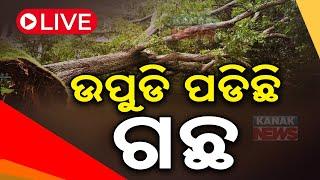  LIVE |  ଏତେ ପବନ ଯେ ଗଛ ନଇଁପଡୁଛି  | Cyclone Dana Updates | Kanak News