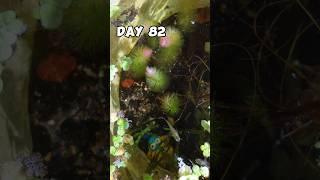 guppy fry day 82