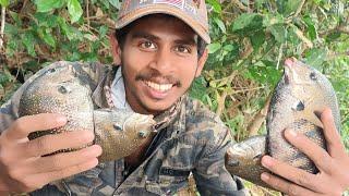 കരിമീനിന്100%റിസൾട്ട്‌ ഉള്ള സിമ്പിൾ ബൈറ്റ്karimeen fishing|village fishing|fishing videos|karimeen