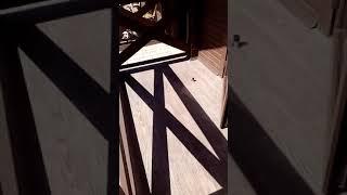 Анапа."Славянка"