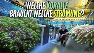 Welche Korallen brauchen welche Strömung?! - PlanktonPlus Aquaristik