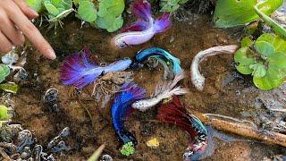 Amazing Betta Fishing From Betta Place that impossible to catch and found Natural Betta Like This