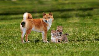 Mom Shiba Dog And Puppy - Animal Giving Birth