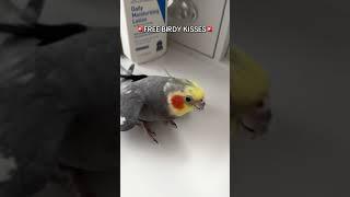 Free Birdy Kisses (While Supplies last!) #cockatiel #bird #parrot