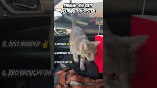 RANKING THE CATS DISTRIBUTION SYSTEM!  #cats #funnycats #shorts