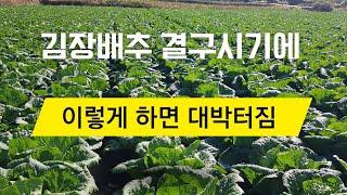 배추 결구(속차는)시기에 이렇게해야 대박, (농촌 진흥청 연구결과)  맛있고 단단한배추 재배방법.